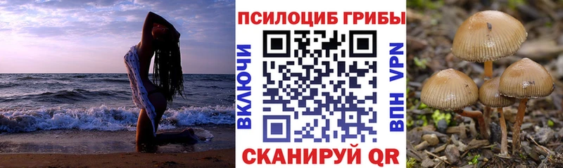 Псилоцибиновые грибы Psilocybe Кыштым